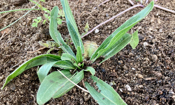 Echinacea 'Rocky Top'